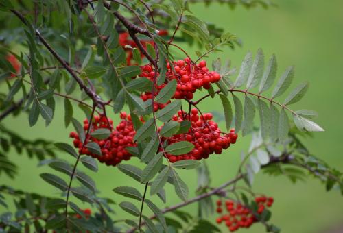 A close up of the Rowen tree branches with some red berries